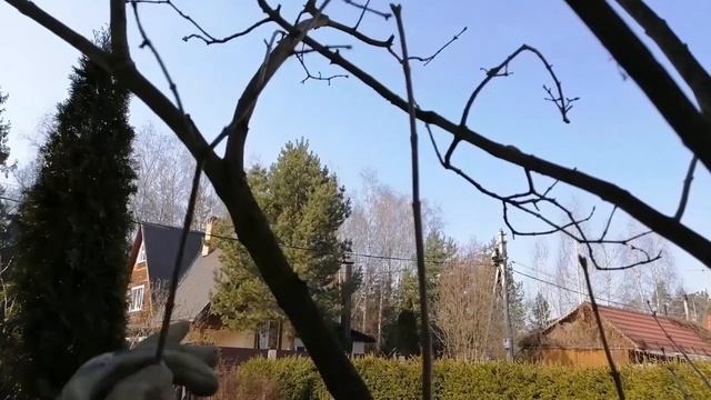 Видео журнал «Сады в отличной форме №12» Формирование сирени. Урок №1