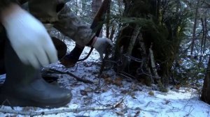 Как поймать куницу  // Какие капканы запрещены