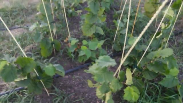 Фундук Трапезунд САЖЕНЦЫ ОБЪЯВЛЕНИЕ!!! 2020г. смотреть онлайн