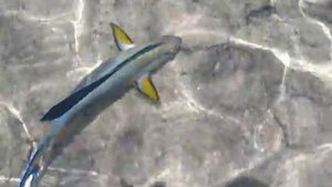 Рыба-хирург