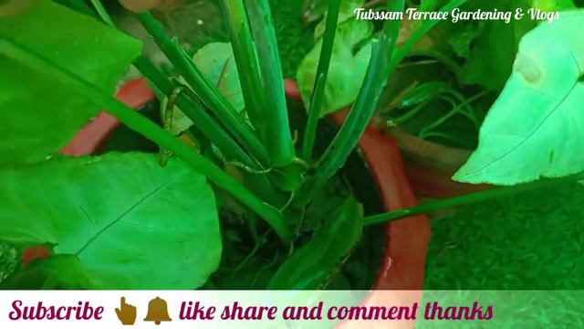 Singonyam ceam allusion singonyam cream pink veins plant Care and tips (singonyam podophyllum )