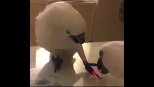 Говорящий Попугай говорит Ватафак.