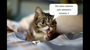 План перед тем как завести котика ;)