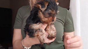 Щенки йоркширского терьера 2 месяца. Плюсы породы йоркширский терьер.