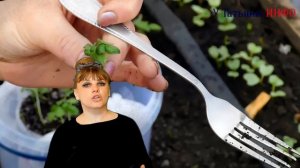 БАЗИЛИК. Посев СЕМЯН Базилика на рассаду. Пикировка рассады БАЗИЛИКА.