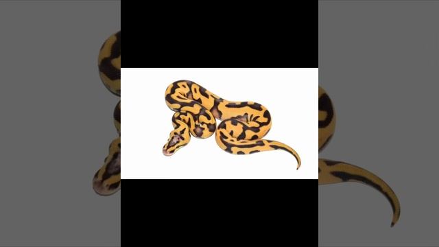 MOST EXPENSIVE LEOPARD BALL PYTHONS on Morph Market 12.5K-17.5K #ballpython #ballpythonmorphs