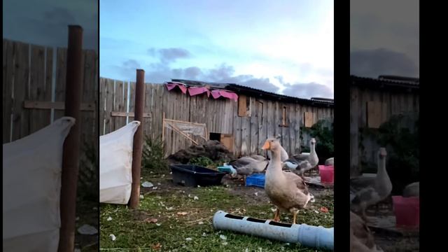 Гуси. Гусята с гусыней и их содержание в сентябре, подрезать ли гусятам крылья?Что не хватает гусак смотреть онлайн