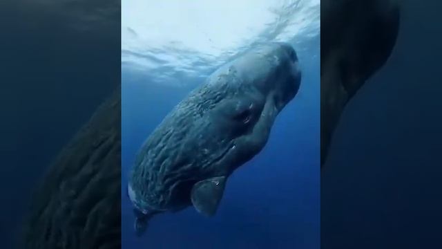 Кашалот. Отличить его от других китов можно по огромной голове! смотреть онлайн