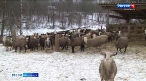Смоленские аграрии могут получить гранты на разведение крупного рогатого скота