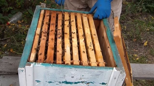 объединение пчелиных семей осенью. Очень простой способ