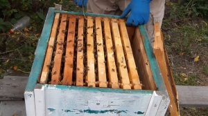 объединение пчелиных семей осенью. Очень простой способ