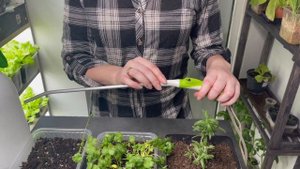 Выращиваем пряные травы дома на окне. Секретные рецепты ароматной соли и базиликовое масло