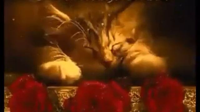 200010414 Спокойной ночи, сладких снов (0.31) смотреть онлайн