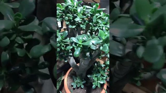 CRASSULA OVATA KAÇ YILDA BU KADAR BÜYÜR Kİ - SHREK KULAĞI (YEŞİM BİTKİSİ) - BİTKİ  SUKULENT TÜRLERİ