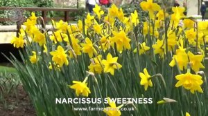Narcissus 'Sweetness' - FarmerGracy.co.uk