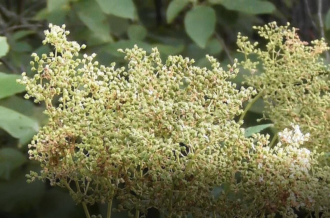 Лекарственное растение, Таволга, Лабазник, Filipendula, 06.08.2022, Вяжищи