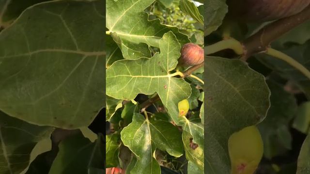 Black Jack Fig (Ficus carica 'Black Jack')