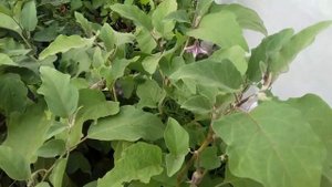 Чем опрыскать баклажаны от вредителей, если кусты уже вступили в стадию плодоношения .