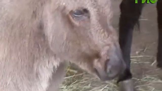 Беби-бум в Самарском зоопарке: на свет появились волчата, ослик и пони смотреть онлайн