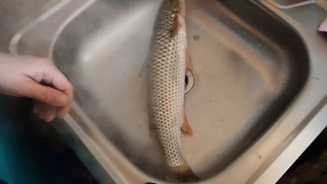Как быстро почистить рыбу Карась и Пеленгаса от чешуи ? смотреть онлайн