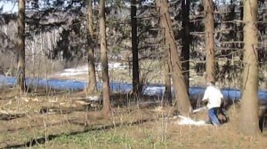 Падающее дерево