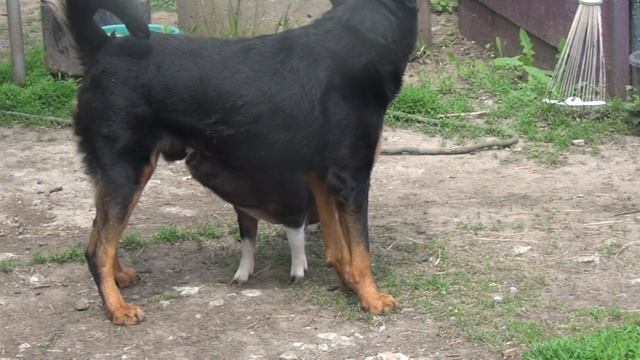 Веселые ребята) Хрюшки познакомились с собакой