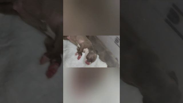 Primeira cria da Safira 23/12/2003 смотреть онлайн