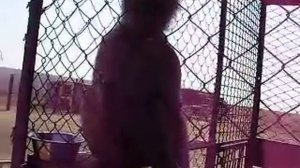 Обезьяна показывает своё достоинство