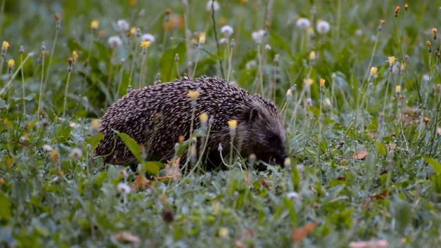 Природа и животный мир. Звуки труженика леса смотреть онлайн