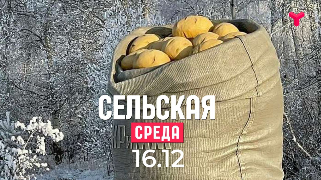 Сельская среда. 16 Декабря.