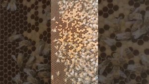 Тесный инбридинг в пчеловодстве.Наглядный результат.