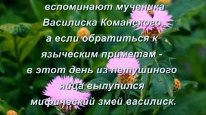 Васильковый день/4 июня 2023 года/ Что нельзя делать в Васильковый день.Василиск.Народные приметы