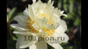 Желтые пионы. Сорта.