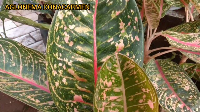 BERBURU TANAMAN HIAS DI LAPAK PALING MURAH MERIAH , SERBA 5 RIBUAN #TanamanHias #TanamanHiasMurah смотреть онлайн