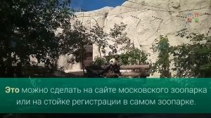 Панды в московском зоопарке - как посмотреть без очереди