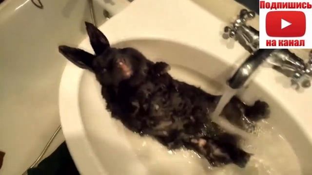 Смешные животные! Как купать животных кошки кролики мини пиг и другие. Сборник смотреть онлайн