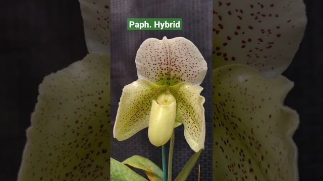 Paphiopedilum bellatulum X (Pacific Shamrock X Yeba Buena 'Golden Days')  #orchid  #paphiopedilum