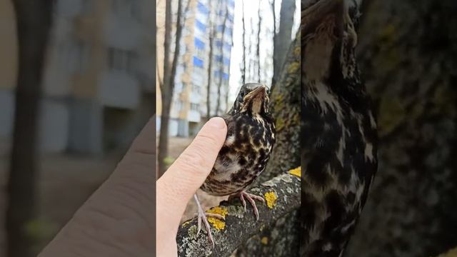 Птенец дрозда 🐦