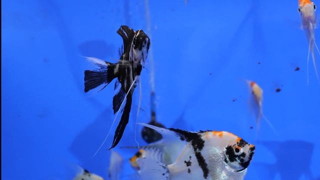 10 фактов о скаляриях, которые нужно знать каждому аквариумисту