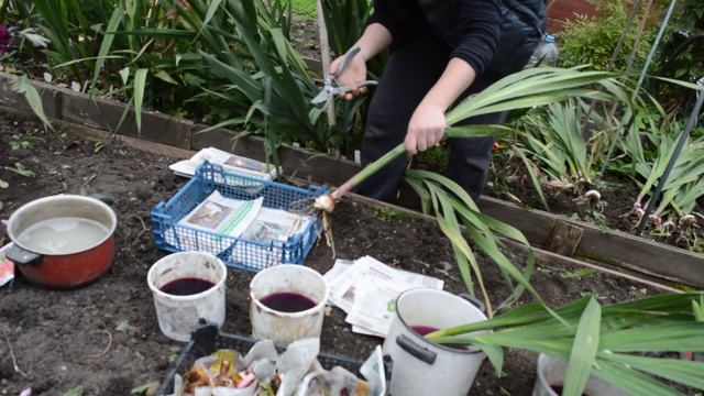 Как и когда выкапывать гладиолусы: нюансы смотреть онлайн