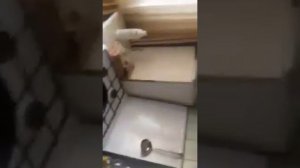 Спалил потолок кипяченым маслом