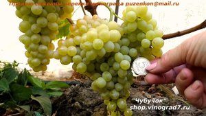 Виноград КИШМИШ 342, ВЕНГЕРСКИЙ - очень ранний, сладкий, вкусный, сильнорослый (Пузенко Наталья)