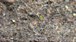 Астильба из семян. Всходам 10 дней