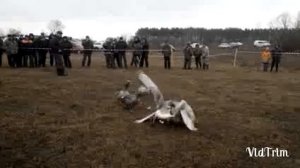Тульские бойцовые гуси1