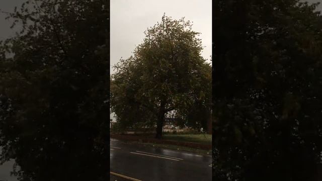 Silver maple (Acer saccharinum) - tree in the rain & wind - October 2017 смотреть онлайн