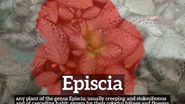 What is Episcia? | How to Say Episcia in English? | How Does Episcia Look? смотреть онлайн