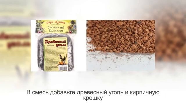 Как пересадить алоэ в домашних условиях. Сажаем алоэ. Несложная инструкция смотреть онлайн