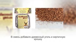 Как пересадить алоэ в домашних условиях. Сажаем алоэ. Несложная инструкция