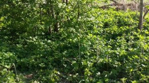 Адвокат Егоров Как распилить бревно на доски