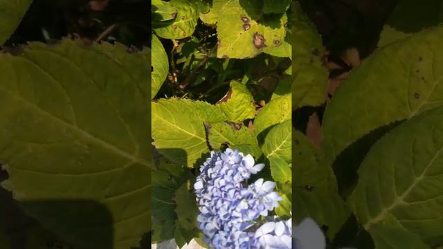 French Hydrangea: Macrophylla (Colour changing plant)